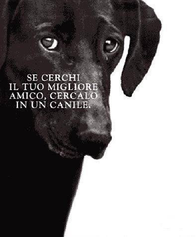 immagine cane