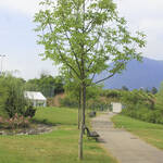 Giardino Martignano - 06